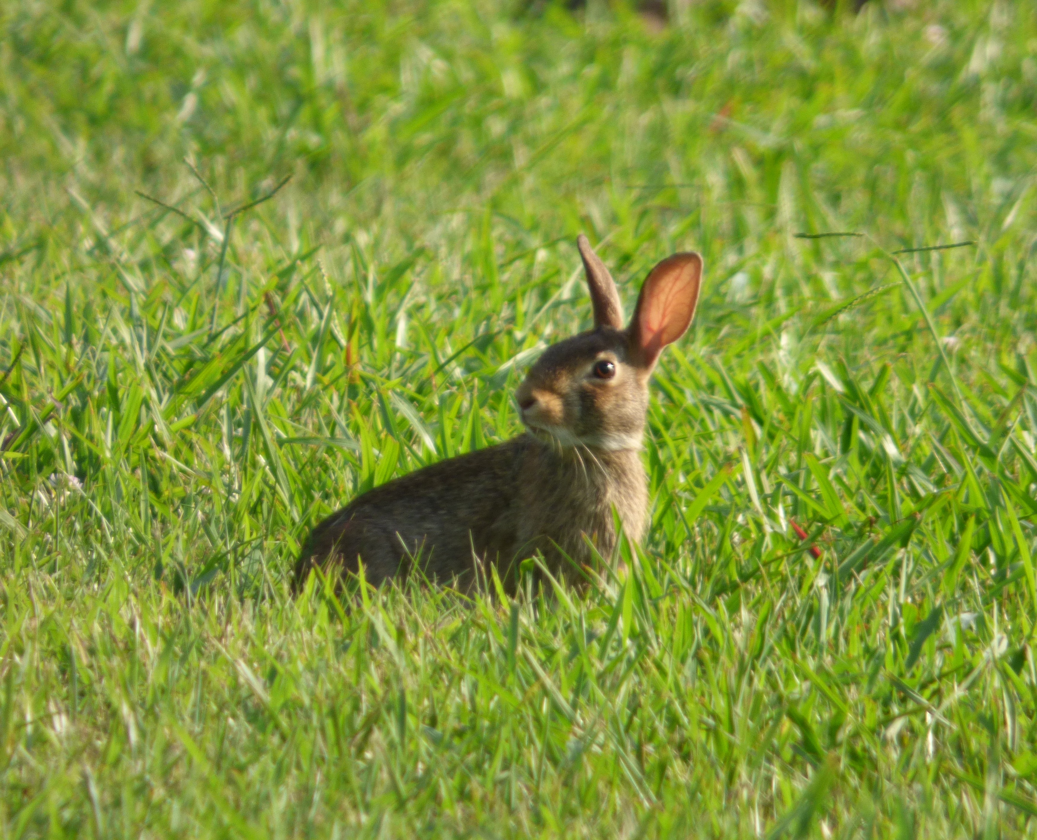 Rabbit in Yard