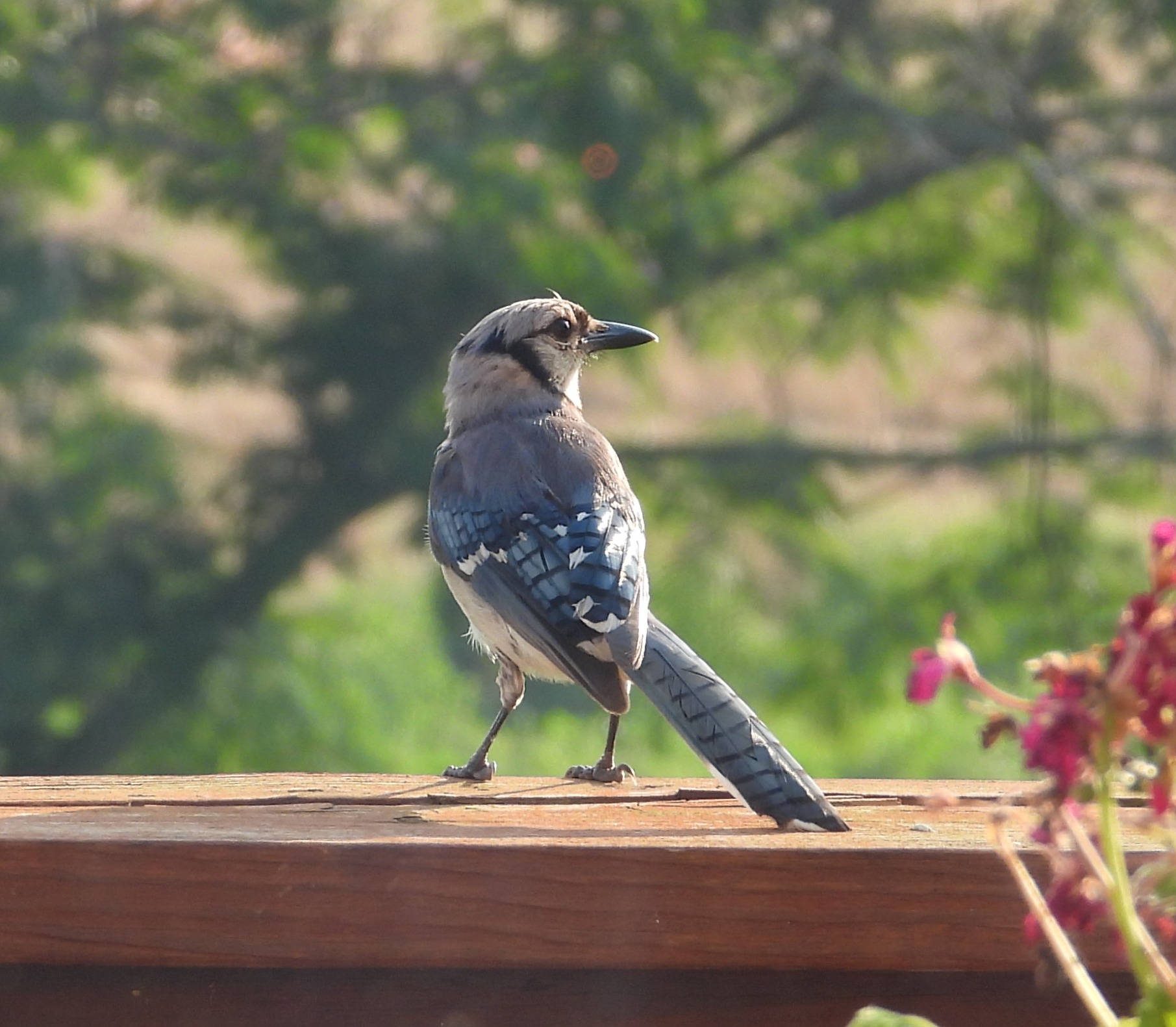 Bluejay 2