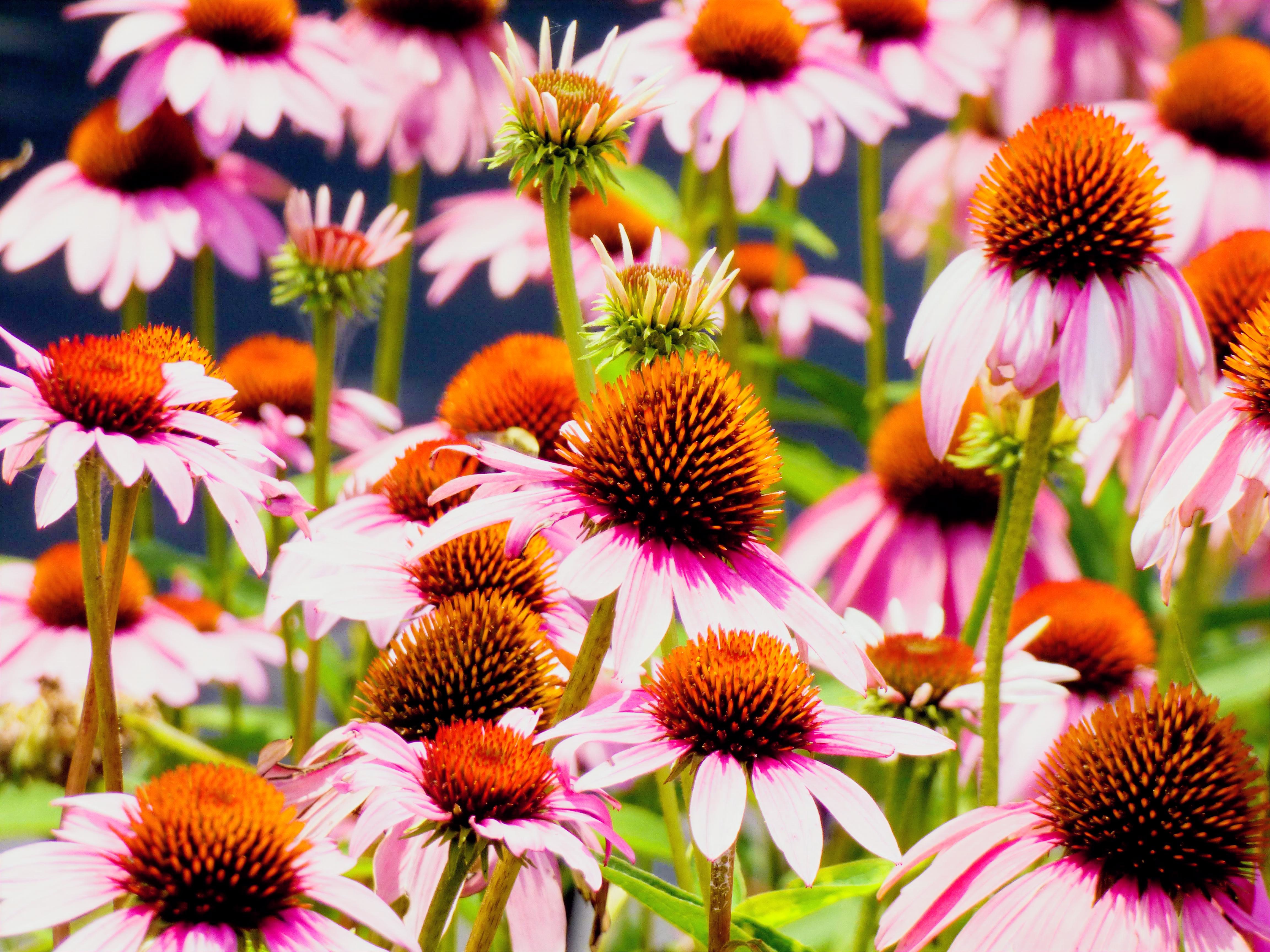 Coneflowers