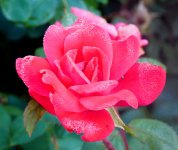 P1090748 8.16.25.JPG