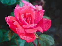 P1090747 8.16.25.JPG