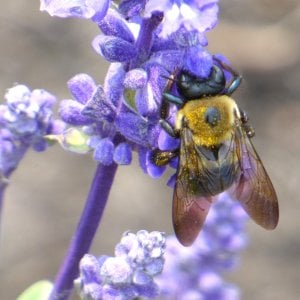 Bee on Flower