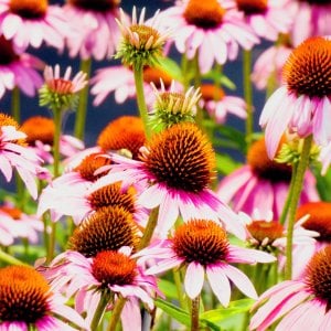 Coneflowers