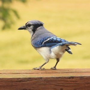 Bluejay