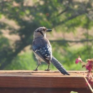 Bluejay 2