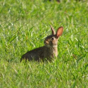 Rabbit in Yard