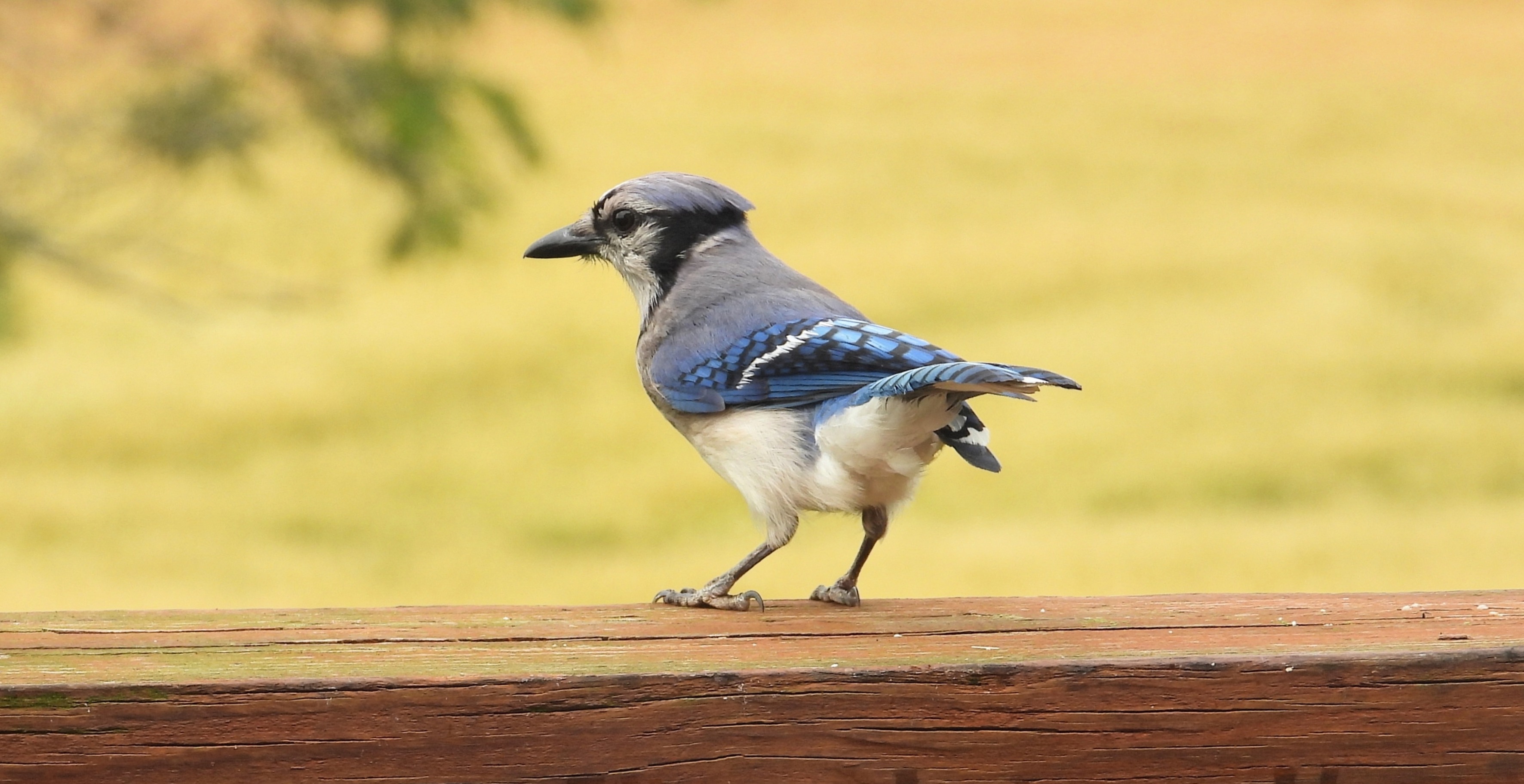 Bluejay