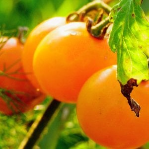 Cherry tomatoes