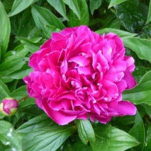 Peony
