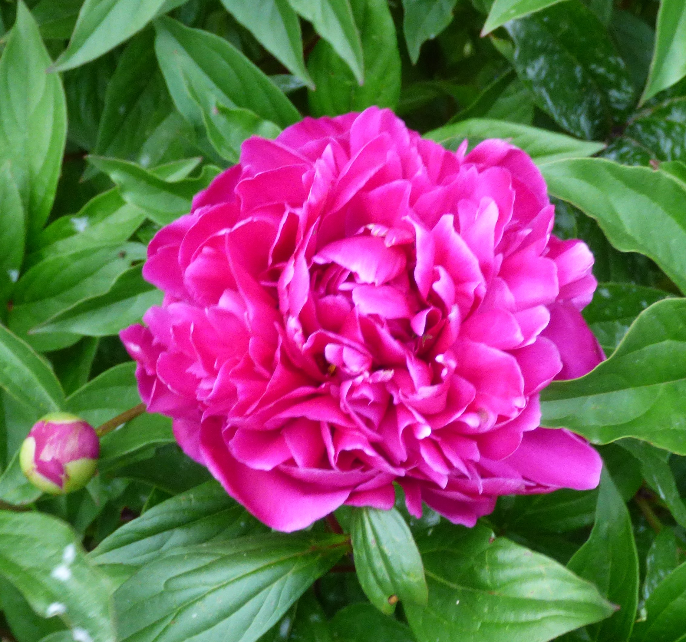 Peony