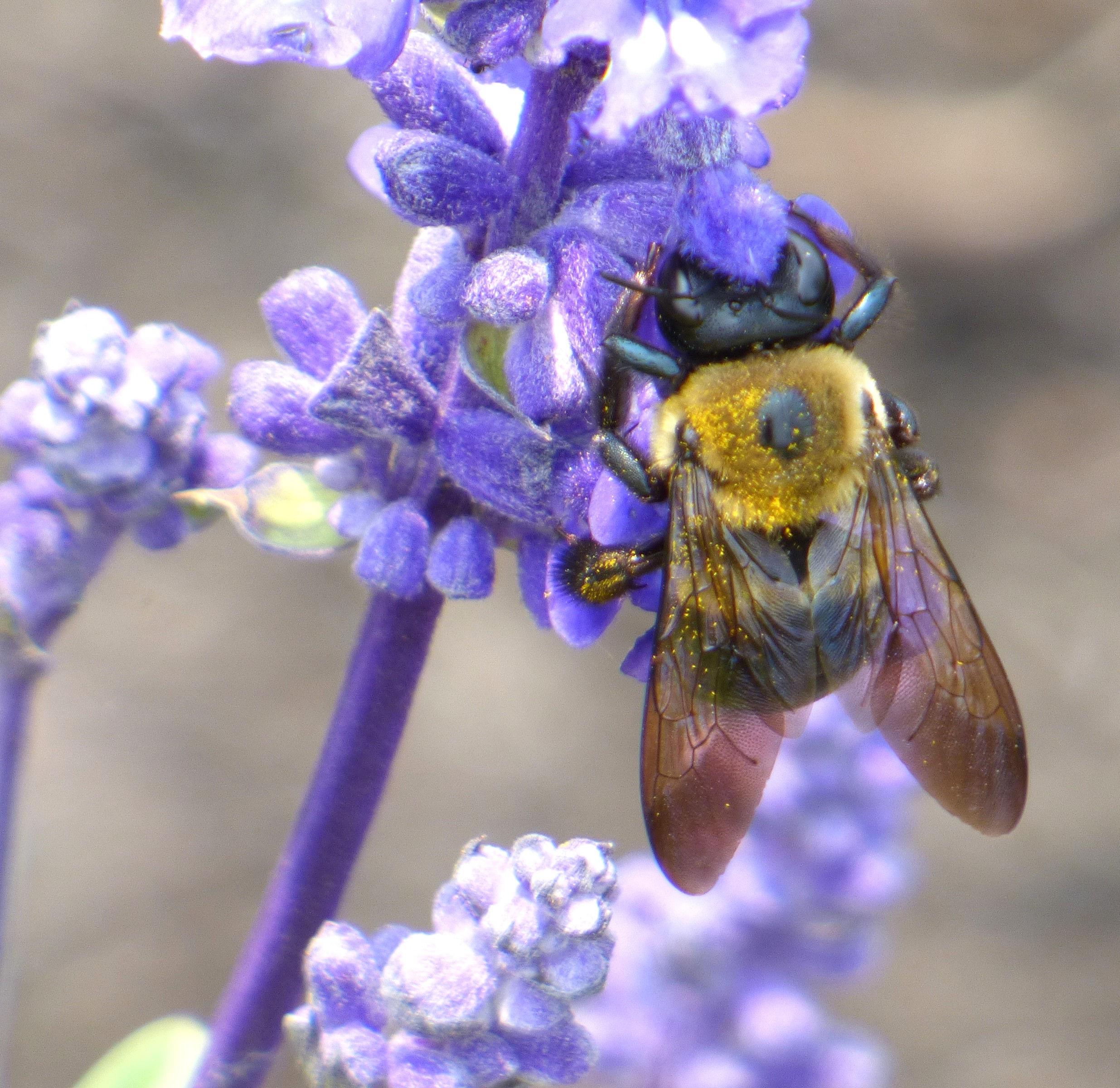 Bee on Flower